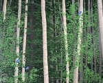Andrea Rich, <em>Aspen and Bluebirds (2/30)</em>, 2013, Woodcut on mulberry paper