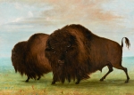 George Catlin, <em>Buffaloes</em>, oil on canvas, 1854, GM 0176.2172 