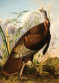 John James Audubon, <em>The Wild Turkey</em>, oil on canvas, 1845, GM 0126.2322