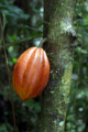 Brightly colored cacao pods are about the same size and shape as small footballs, and contain the source of chocolate–cacao seeds.<br/>
Credit: © Robin Foster, The Field Museum