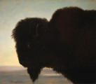 Albert Bierstadt, <i>A Bull Buffalo</i>, ca. 1878. Oil on paper, Buffalo Bill Center of the West, Cody, Wyoming; Gift of Carman H. Messmore. 1.62