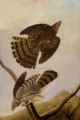 John James Audubon, <em>Pair of Coopers Hawks</em>, GM 01.2321