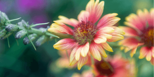 Tour the Gardens
