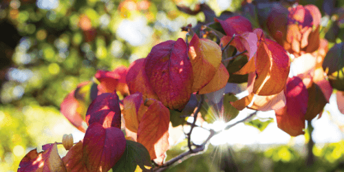 Visit the Gilcrease Gardens