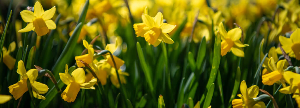 Daffodils in a field